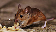 24 Hour & Emergency Exterminators in Ruscombmanor Twp, PA